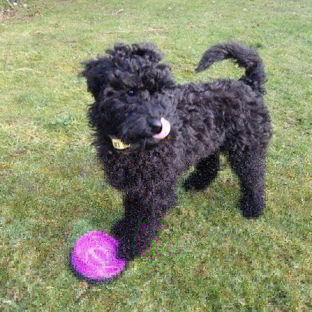 Calypso the Poodle | Website | Youtube Channel | Calypso the Poodle & Purple Bowl