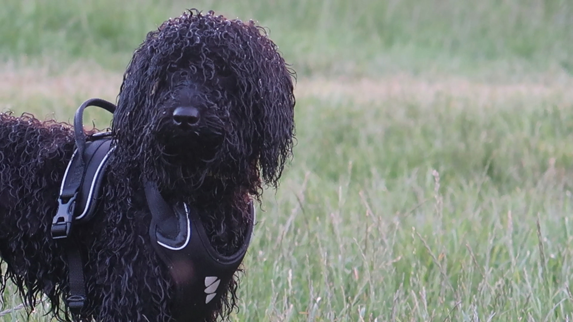 Calypsothepoodle.com | Image of Calypso the Poodle in Long Grass