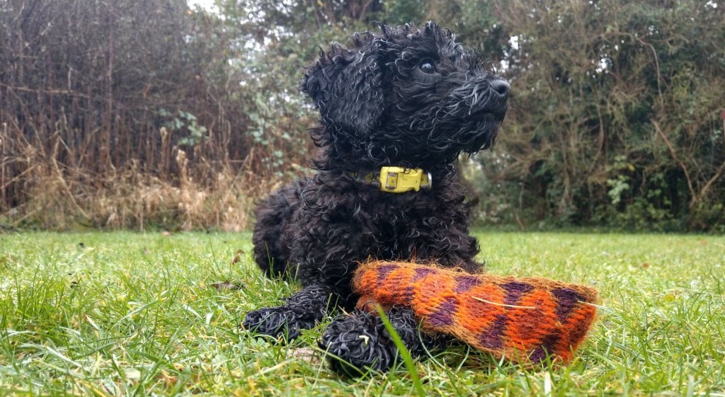 Calypsothepoodle.com | Image of Dog